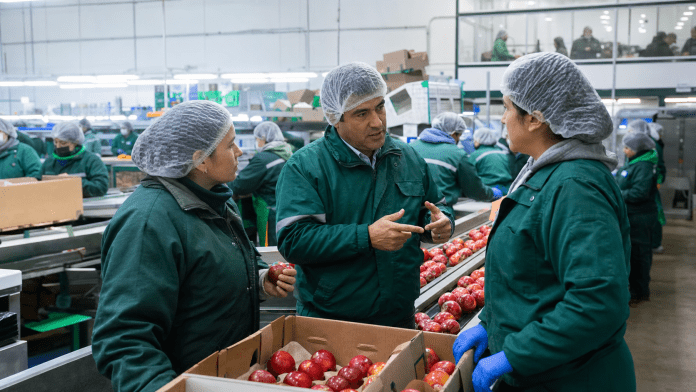 Cerezas chilenas: cuando termina el precio de oro y empieza la madurez del negocio Equipo de packing revisando cerezas chilenas y calidad comercial durante temporada de exportación.
