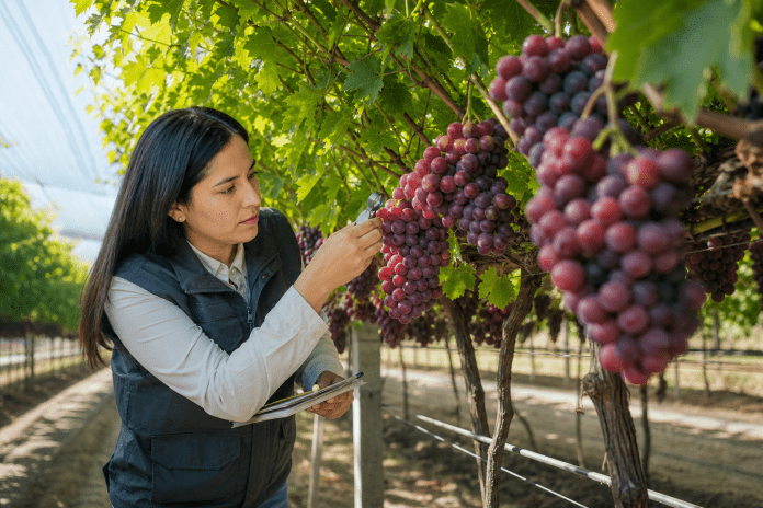 Uva de mesa chilena: la nueva ventana se construye entre variedades y condición Especialista revisando racimos de uva de mesa en un parronal moderno del valle central de Chile.