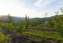 Huella de carbono en fruta fresca: cómo empezar a medir sin convertirla en un informe decorativo Huerto frutal con sensores ambientales y estación meteorológica para gestionar recursos.