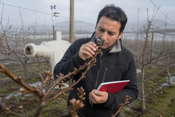 Agrónomo revisando yemas de cerezo con una lupa en un huerto de invierno equipado con sensores.