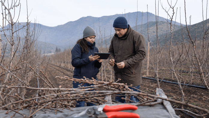 El invierno también produce fruta: frío, poda y yemas antes de que aparezca el primer brote Agrónoma y productor revisando yemas y poda de invierno en un huerto frutal chileno.