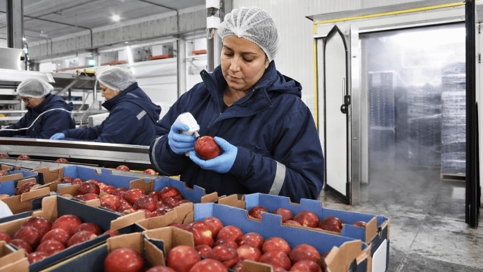 Encargada de calidad midiendo fruta en packing junto a camara de frio y linea de seleccion.