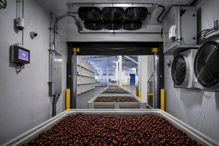 Túnel de prefrío industrial con bins de cerezas y equipos de ventilación y monitoreo.
