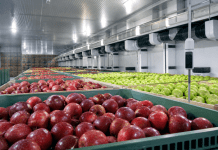 Manzanas chilenas: la calidad no termina en el color, se decide en firmeza y guarda Cajas de manzanas rojas y verdes almacenadas en una cámara de guarda con control de temperatura.