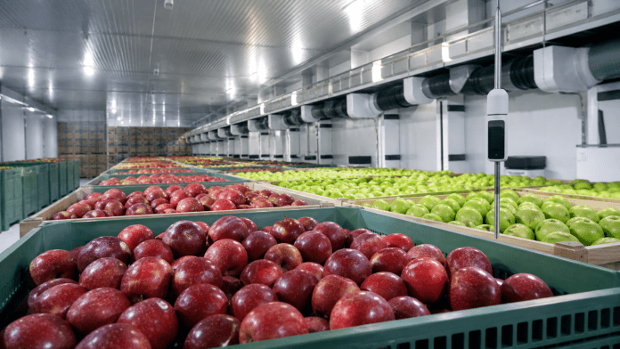 Cajas de manzanas rojas y verdes almacenadas en una cámara de guarda con control de temperatura.