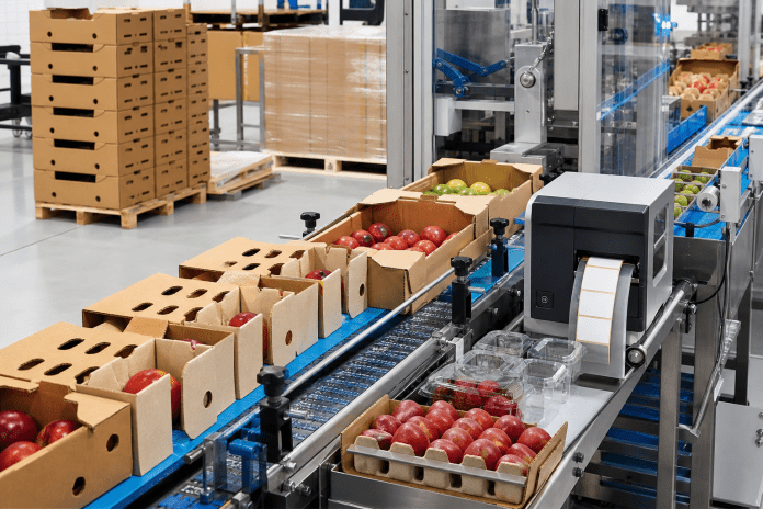 Embalaje frutícola: proteger, ventilar y contar la historia del lote Línea de embalaje de fruta con cajas ventiladas, bandejas, clamshells y pallets preparados.