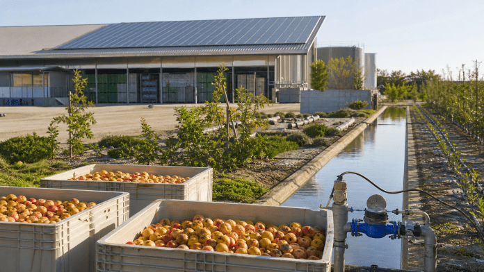 Agua, energía y descarte: la sustentabilidad que sí se puede medir en el packing Packing frutícola con paneles solares, canal de riego, bins de descarte y medidor de agua.