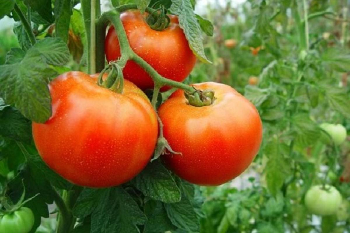 Tomates, paltas, zapallos y otras frutas – Directorio de la Industria ...