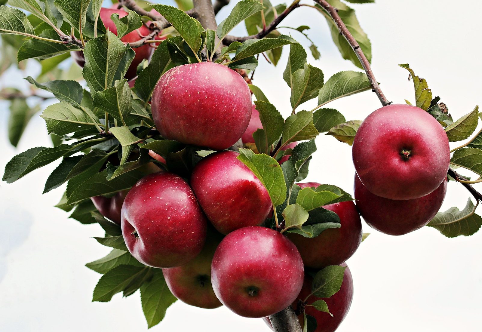 ¿Porqué la manzana chilena vale mas