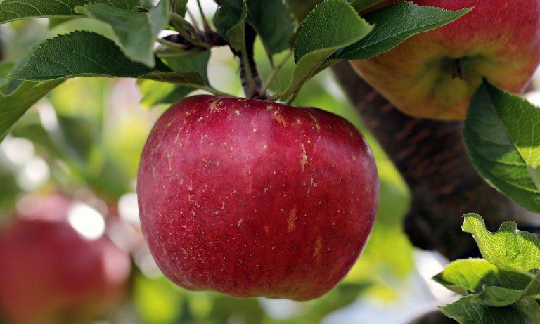 Nuevos protocolos en fruticultura para la temporada primavera-verano