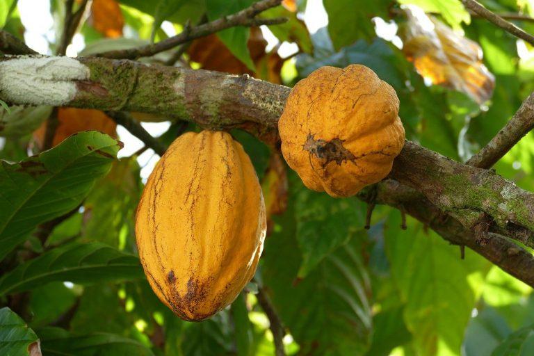 Colombia registró la mayor producción de cacao de la historia