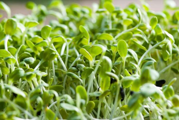 Semillas de alfalfa directoriofruta.cl