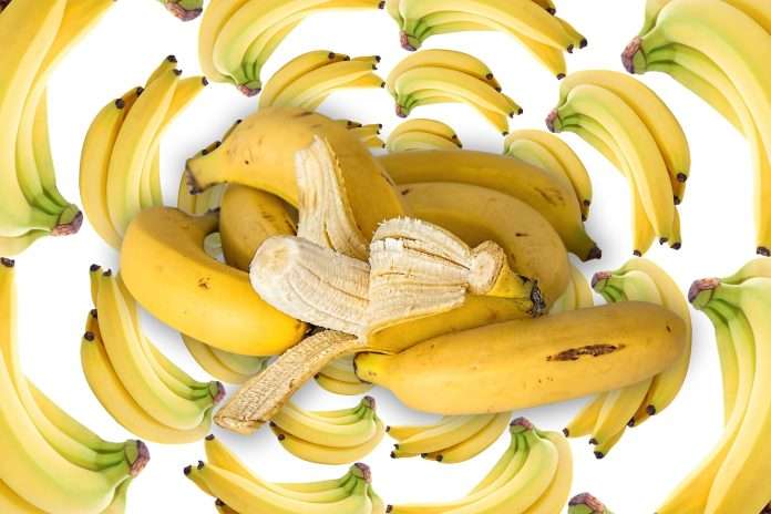 Gabriel Massuh directoriofruta.cl