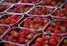 Compostable y biodegradable es el nuevo envase para frutas de exportación