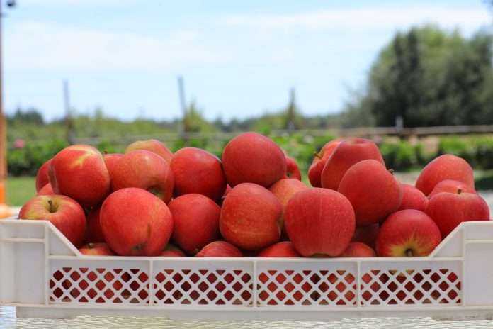 fruticultura chilena directoriofruta.cl