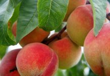 Argentina fortalecerá mercados para la fruta de Mendoza