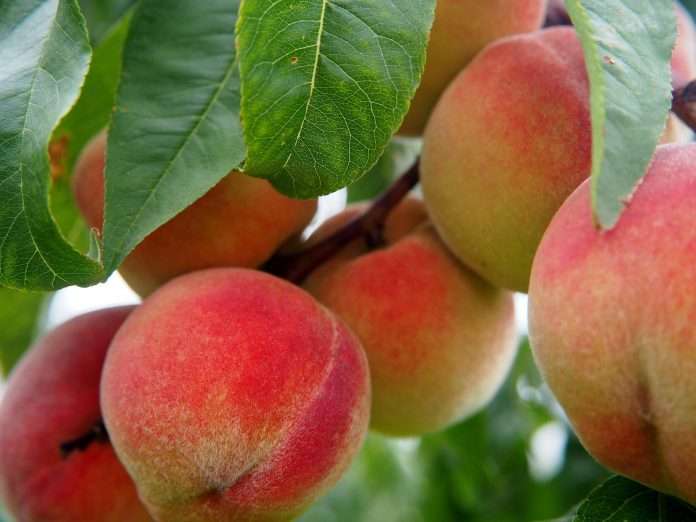 fruta de Mendoza directoriofruta.cl