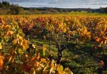 Valle del Limarí, plagado con mosca de la fruta